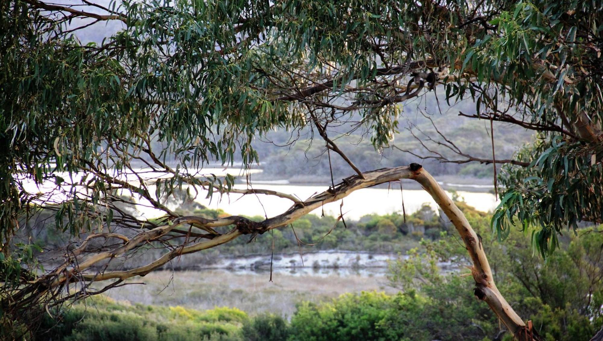 Kingfisher Cottage Beachfront At The Binalong Bay Екстериор снимка